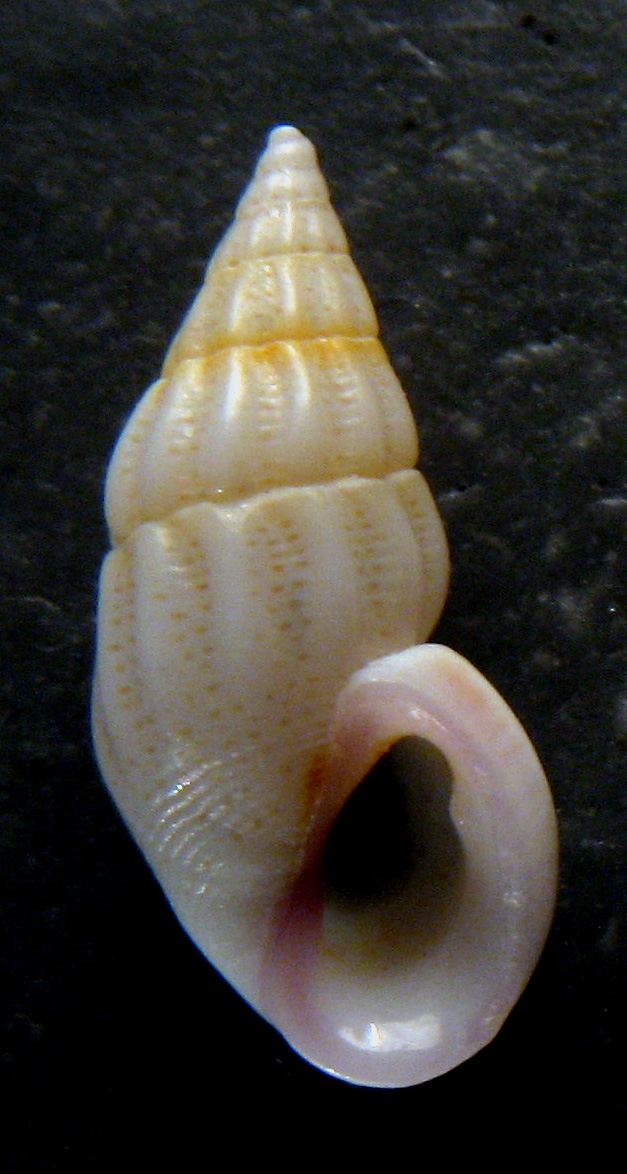 Verifica determinazi9oni Rissoe